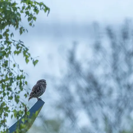 Nyaraló Dans Parc De Sculptures - 